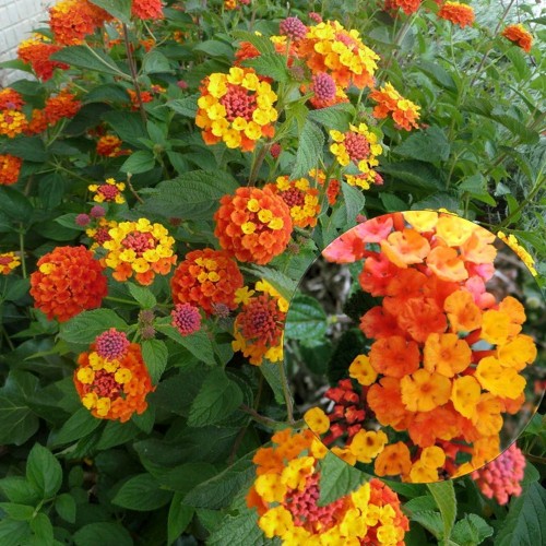 Lantana 'Trinidad Orange' - Lantaan 'Trinidad Orange'  